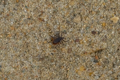 Ixodes persulcatus