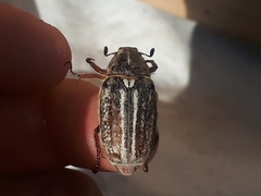 Anoxia australis