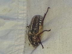 Anoxia australis