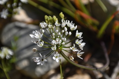Allium subhirsutum