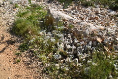 Allium subhirsutum