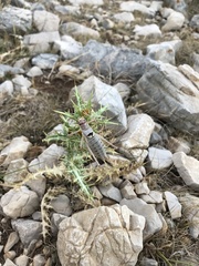 Ephippiger discoidalis