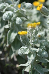 Helichrysum lesliei
