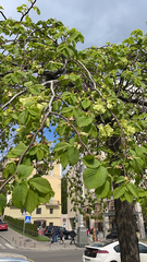 Magnoliopsida