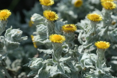 Helichrysum lesliei