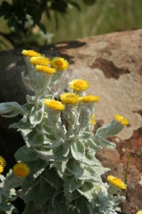 Helichrysum lesliei