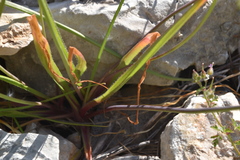 Allium subhirsutum