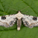 Eupithecia centaureata - Photo (c) Nikolai Vladimirov,  זכויות יוצרים חלקיות (CC BY-NC), הועלה על ידי Nikolai Vladimirov