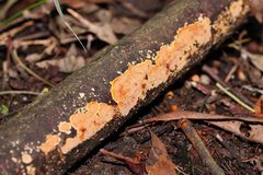 Steccherinaceae
