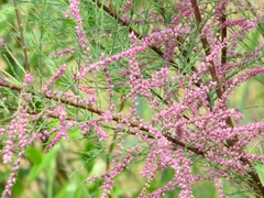 Tamarix