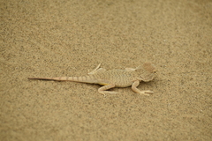 Phrynocephalus mystaceus