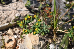 Euphorbia fragifera