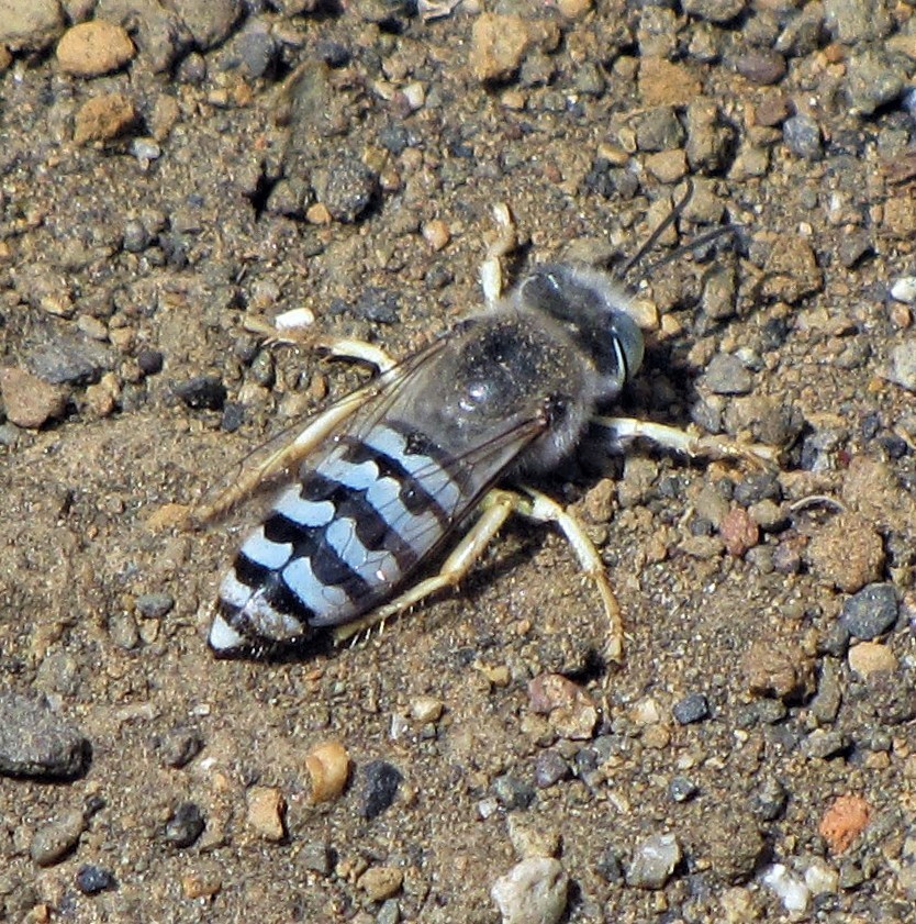 Bembix brullei