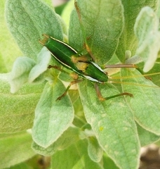 Odontura aspericauda