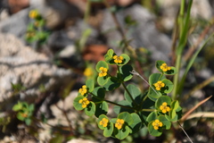Euphorbia fragifera