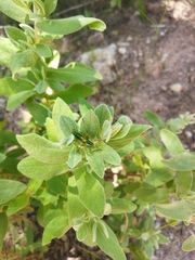 Odontura aspericauda