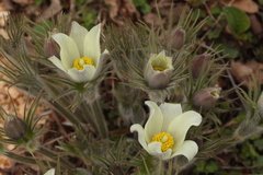 Pulsatilla orientali-sibirica