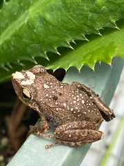 Eleutherodactylus coqui