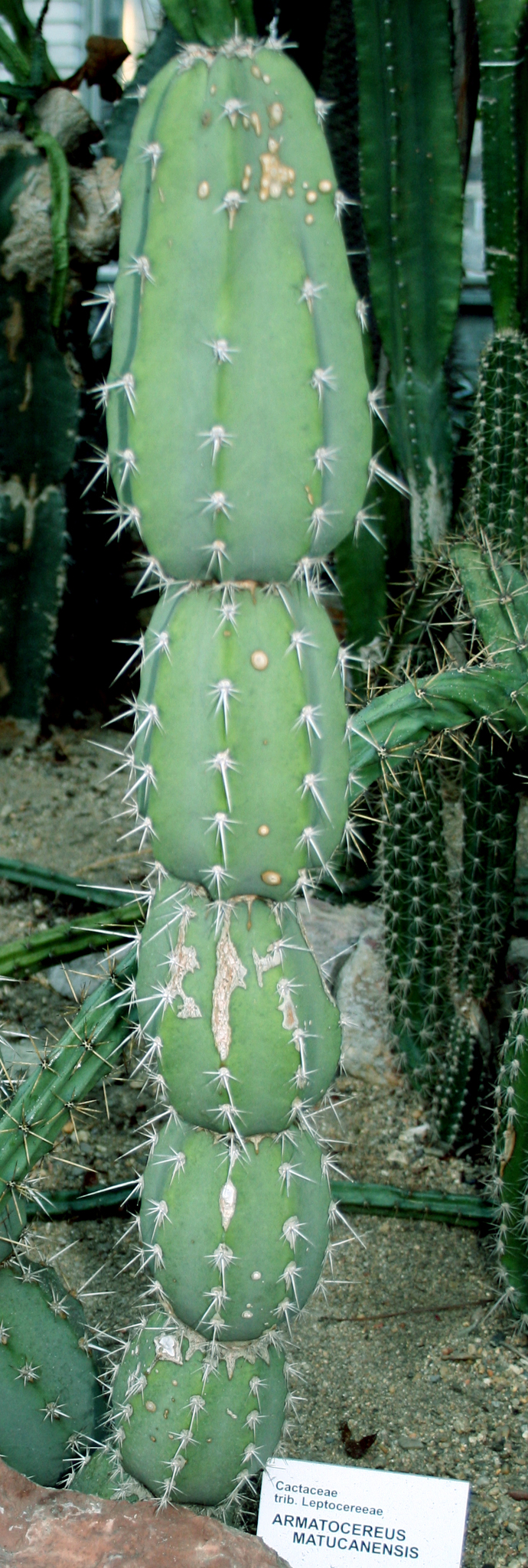 Armatocereus