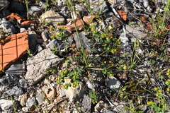 Euphorbia fragifera