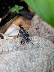 Ripipteryx rivularia