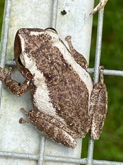 Eleutherodactylus coqui