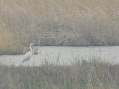 Ardea alba