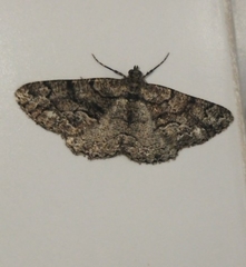 Peribatodes ilicaria