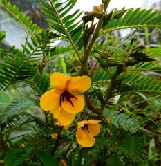 Chamaecrista glandulosa
