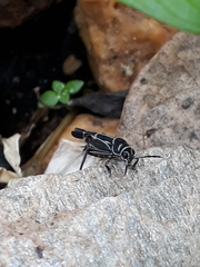 Ripipteryx rivularia