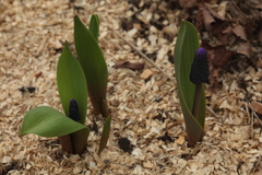 Muscari latifolium