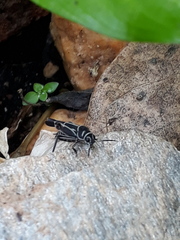 Ripipteryx rivularia