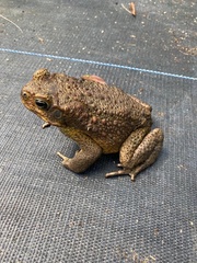 Rhinella marina