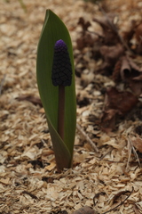 Muscari latifolium