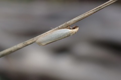 Scieropepla polyxesta