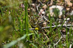 Spialia