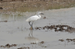 Egretta garzetta