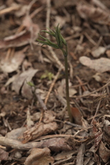 Caulophyllum robustum