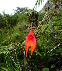Masdevallia veitchiana