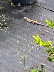 Pholidoscelis exsul
