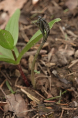 Caulophyllum robustum