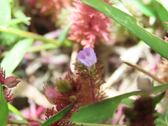Limnophila trichophylla