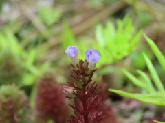 Limnophila trichophylla