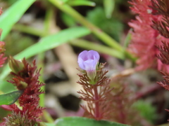 Limnophila trichophylla