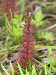 Limnophila trichophylla