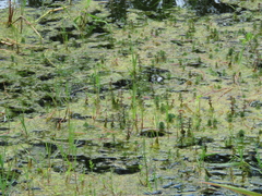 Limnophila trichophylla
