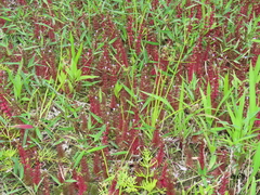 Limnophila trichophylla