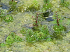 Limnophila trichophylla