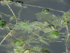Limnophila trichophylla