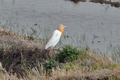 Bubulcus ibis